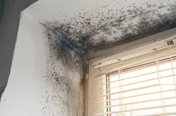 Affordable Mold Cleanup solutions in Freehold, NJ